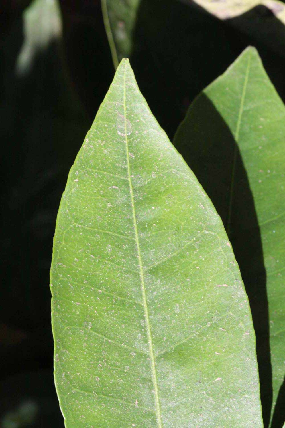              Margin (Riverside, CA)       